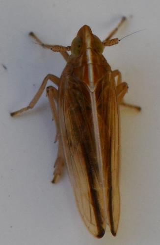 Réf. 311 890 : Stenocranus minutus